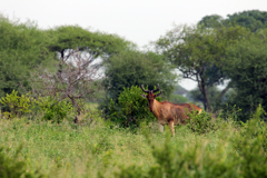 The season that you visit can make a big difference to the ease of spotting game such as this Coke's hartebeeste in Tarangire in February. Also you have to decided if you want to show the lush greenery of the rainy season or the parched yellows and browns of the dry season. Ideally you should go twice at different times of the year, and yes we can all dream