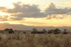 Meru in Kenya seems to have the best of both worlds. Open savannah with hills in the background and areas of thick bush and riverine forests as well. The consequence of this a high diversity of wildlife and the opportunity to get creative with your photography. Traffic here is very low