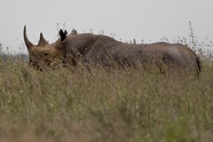 Both black and white rhinos are facing extinction in the wild. In 2015 1175 were killed in South Africa out of a population of 25000. Poaching is  also on the rise in Namibia, which is a stronghold of the black rhino