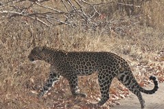 Leopards are still high on the list due to the value of their pelts. In most countries they are killed by farmers and pastoralists and also they are over hunted by trophy hunters