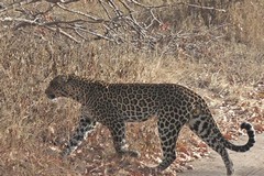 Leopards are still high on the list due to the value of their pelts. In most countries they are killed by farmers and pastoralists and also they are over hunted by trophy hunters