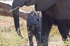 Whole families of elephants are slaughtered. Even ones as small as this are killed for the tiny amount of ivory they possess. Very young ones are just left to die