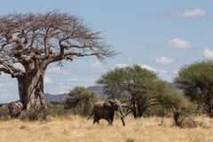 This is a young bull elephant in Ruaha National Park. As he starts to grow reasonable ivory he becomes a prime target. There are very few older bulls left