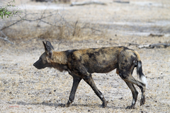 Some animals need large spaces to thrive and in areas with large seasonal weather variation, just to survive, by migrating. As the human population increases and the wilderness becomes more and more fragmented, the likelyhood of human wildlife conflict vastly increases.