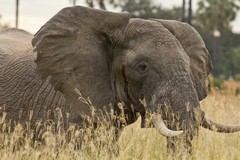 The big bull strolls past and his temporal glands show clear signs that he is in musth