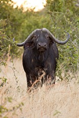 Buffalo observing us