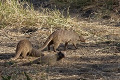 Banded mongooses