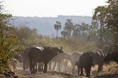 Big herd of buffalos making their way down to the river. Buffalos need to drink every day