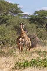 Giraffes keeping a lookout for trouble