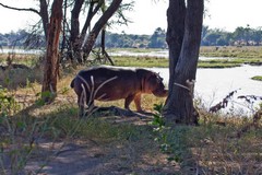 A hippo caught out of the water