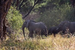 838 Having crossed the river the elephants head off into the bush