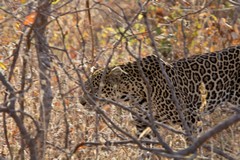 The leopard is the most beautiful of all animals