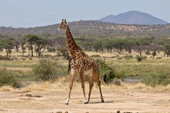 844 A fairly old (dark) giraffe by the Ruaha River