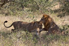 A lion and his mate