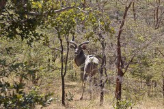A kudu ready to run at the slightest hint of danger
