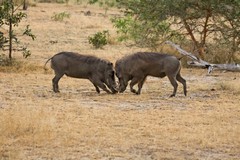 These two brothers are actually play fighting