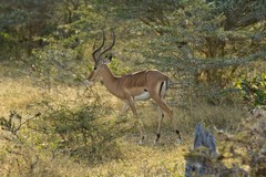 Beautiful impala in the late afternoon sunshine