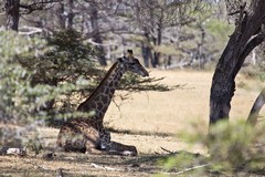 A giraffe taking it easy. This is quite a common sight in Selous