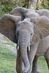 A bold young elephant approaches us quite closely