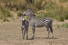 813 Crawshay's zebra and foal