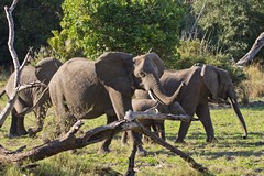 Elephant family heading to the river. 80% of Selous elephants have been poached in the last few years