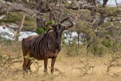 A very dark old wildebeeste, or brindled gnu