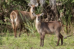 Waterbuck watching us pass by in our boat