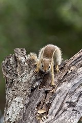 Lovely little squirrel