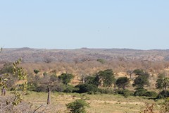 A line of green trees and bushes follows the course of the river. Various species of browsing animals concentrate here