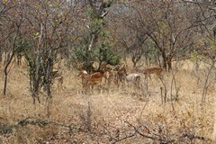 The  seasonal beauty of the bush. In a few weeks these trees will be bare. Other species retain their green leaves throughout the dry season. There is plenty of green vegetation such as commiphora in the lower lying areas nearer the river valleys