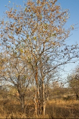 A combretum near the top of a ridge. The brown on the bark is some sort of fungal growth