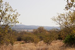 Some of the trees display leaves of gold and red as they prepare to shed them for the dry season. Often these trees are on ridgelines where the soil is poorer and drier