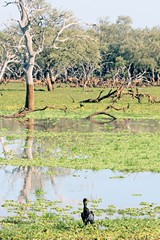 You can see the high water mark by the brown discolouration on the tree trunks. As the levels drop they leave large areas of green grass which attract lots of wildlife