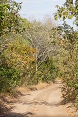 Often the bush is very thick right up to the track which makes game spotting a bit of a challenge