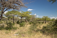 The terminalias are mostly still green. The grass, although long, is starting to dry out