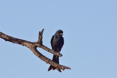 Fork-tailed drongo