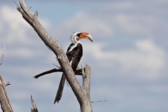 Von Der Decken's hornbill. This is a male as indicated by the red bill