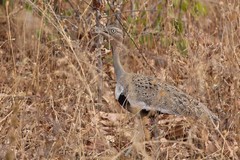 Buff-cested bustard. The male has a black belly