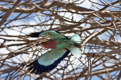 It took patience to get this shot of a lilac-breasted roller