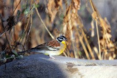 African golden-breasted bunting