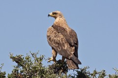 Tawny eagle