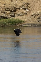 African fish eagle