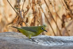 Yellow white-eye 'greenish' race