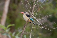 Possibly this is a brown-hooded kingfisher