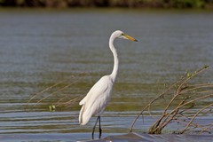 The great white egret is a common sight on the banks of the Rufiji