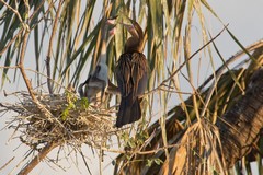 An African darter feeding its chicks in a very precarious nest