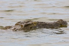 An ever watchful crocodile always ready to take any chic that is unlucky enough to fall out of its nest