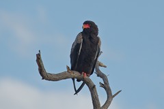 The bataleur's name may be from its characteristic habit of rocking its wings when gliding, rather like a tightrope walker