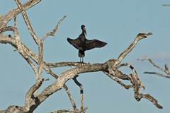 Is this open-billed stork learning semaphore, or possibly conducting an orchestra?