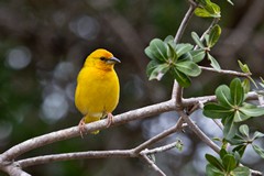 African golden weaver in a milkberry